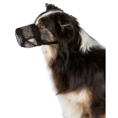 Munkorg Mot Förgiftning För Hund – Säkraste skyddet – munkorg hund bäst i test 2026