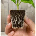 Rapid Rootrainer - öppningsbara Pluggar