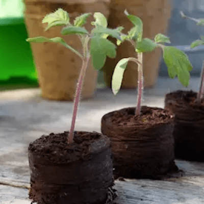 Torvfria Odlingsbriketter - 50st – Toppval utan torv – odlingsbriketter bäst i test 2026