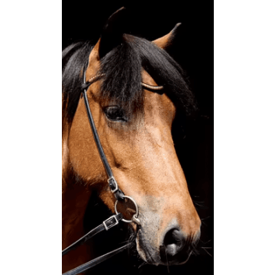 Denni Design Clincher Brass Pannband – Svart – Lyxigaste valet – pannband häst bäst i test 2026