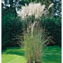 Glansmiskantus 'silberfeder'