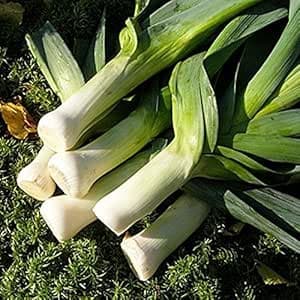 1g / 100 Semi di Leek Osenniy Gigant:Seeds