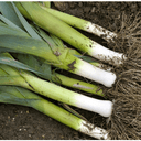 Purjolök 'autora' F1