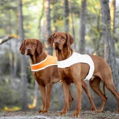 Feel Active Reflective Reflexväst – Smart vändbarhet – reflexväst hund bäst i test 2026