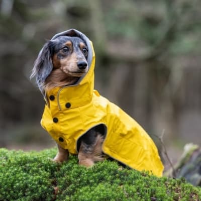 Rukka Stream Regntäcke Gul – Skyddar frambenen – regnjacka hund bäst i test 2026
