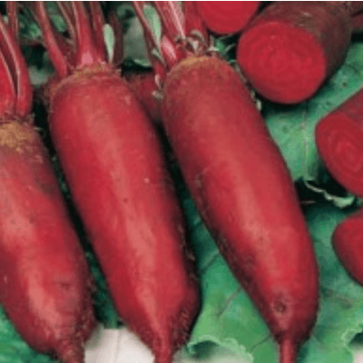 Rödbeta Cylindra – Budgetval – rödbeta bäst i test 2026