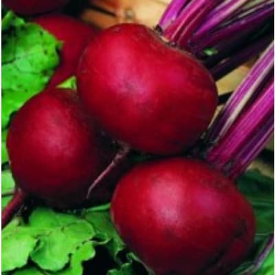 Rödbeta 'pablo' – Längsta lagring – rödbeta bäst i test 2026