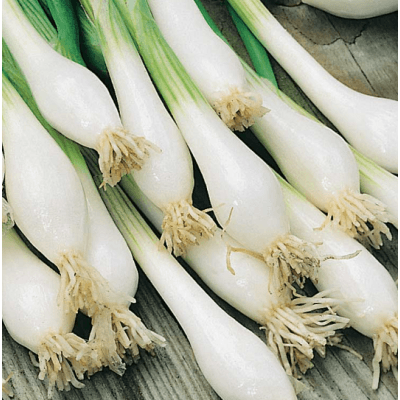 Salladslök 'witte Van Lissabon', Ekologisk – Ekologiskt toppval – salladslök bäst i test 2026