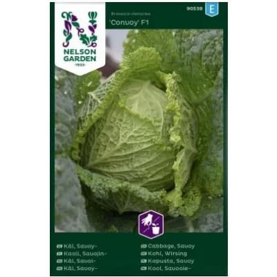 Savoykål Convoy – Sötast smak – savoykål bäst i test 2026