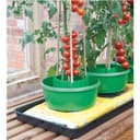 Plantkrage