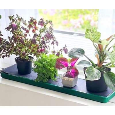 Självvattnande Fönsterbricka – Semesterfavoriten – självbevattnande kruka bäst i test 2026