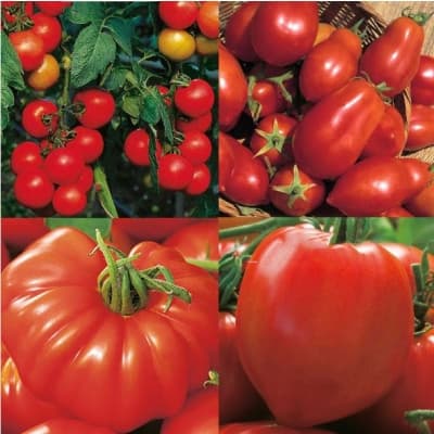 Wexthusets Tomatmix – Lyxigaste valet – tomatfrö bäst i test 2026