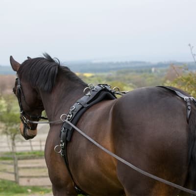 Hansbo Sport Longering/tömkörningsgjord I Läder – Svart – Flexibel passform – tömkörningsgjord bäst i test 2026