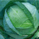 Vitkål 'kamienna Glowa'