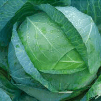 Vitkål 'kamienna Glowa' – Lagringsbäst – vitkål bäst i test 2026