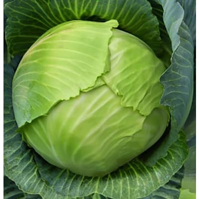 Vitkål 'polar' – Bäst i test – vitkål bäst i test 2026