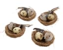 Vaktelbo 7×7 cm 2-pack