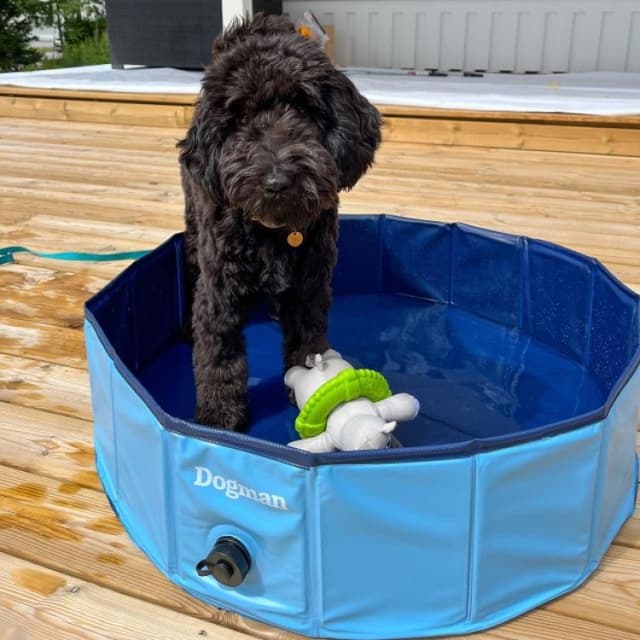 Hopfällbar Hundpool 80 cm – Bäst för små raser – hundpool bäst i test 2026