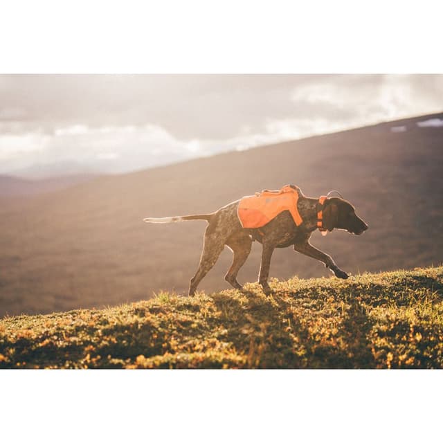 Non-stop Dogwear kevlar-väst – Bäst i test – skyddsväst hund jakt bäst i test 2026